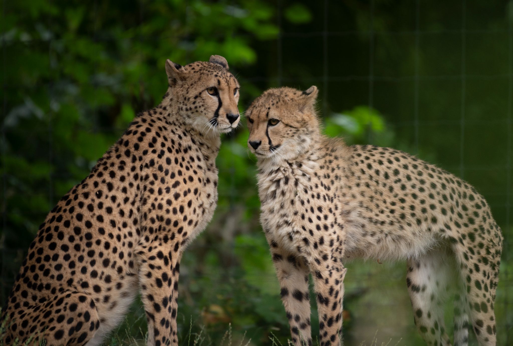 Gepard Cheeta (Acinonyx jubatus)